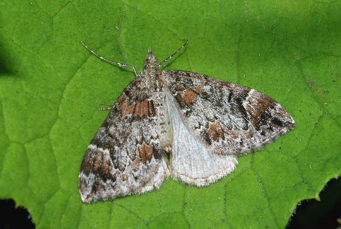 Geometridae conf. - Dysstroma sp.